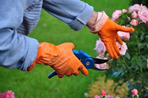 Professionally trimmed hedge in a Golders Green garden